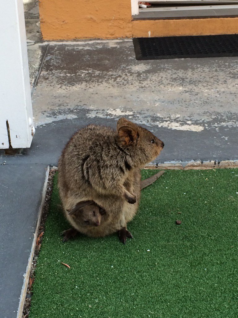 The locals are friendly <a href="/RottnestIsland/">Rottnest Island</a> <a href="/WestAustralia/">Western Australia</a>