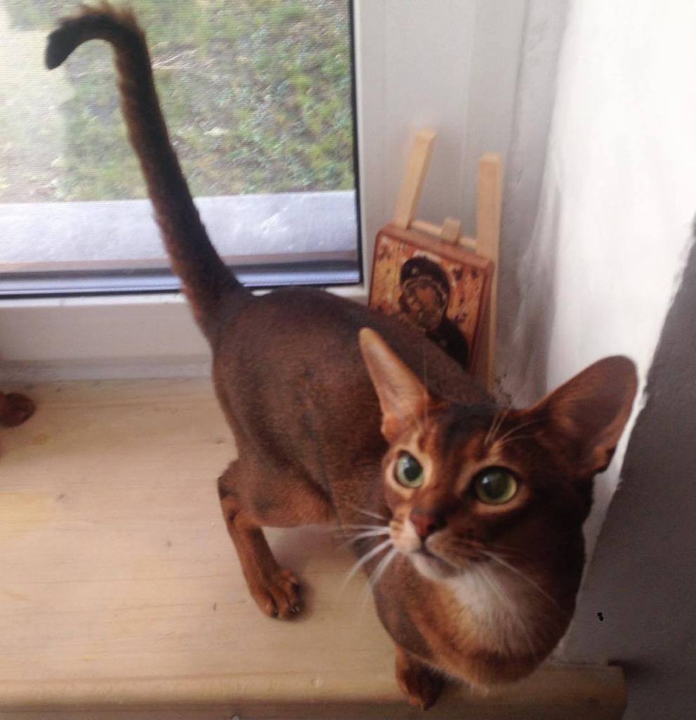 Catstagram's tweet photo. #catstagram #γγ by artycattery https://t.co/7ncKvLa2Gm πΎ #Mark #abyssinian #cat #catman #catwho #cattery #Artycat β¦ https://t.co/2hEmngz48o