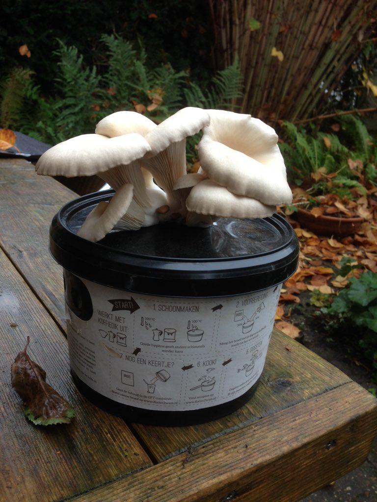 #oesterzwammen op koffiedrab. In emmer van RotterZwam.nl . Dat wordt genieten!