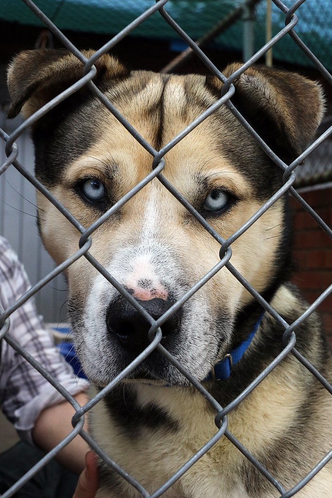 DogsRefugeHome's tweet photo. Give Elton a chance, adopt a rescue dog. #adoptme #dogsofperth #rescuedogs #perthweekends @tweetperth https://t.co/ferd85zNY2