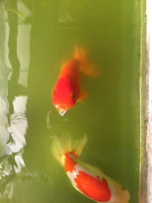 らんちゅうに適した青水の作り方 注意点は らんちゅうの正しい飼育方法