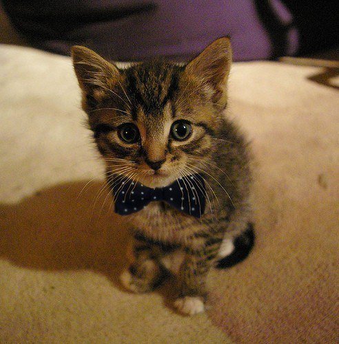 Geniustechw's tweet photo. Our classy fellow and his polka-dotted bow tie.
#cats #kittens https://t.co/qjTIJTCsvq