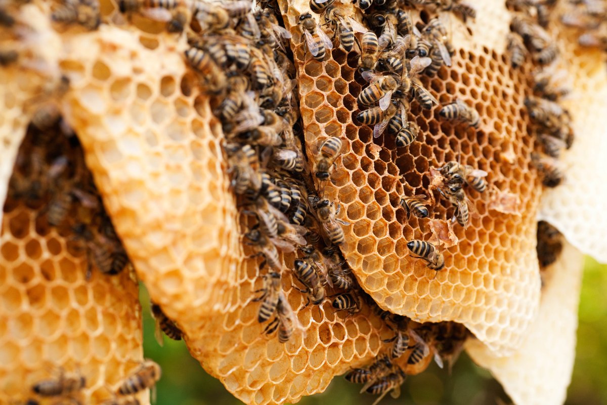 summtgart's tweet photo. Letztes Einführungsseminar für 2015 am 28.11.! https://t.co/h6wDRO3eJD #Bienen #Demeter https://t.co/ELr4pFhs8t