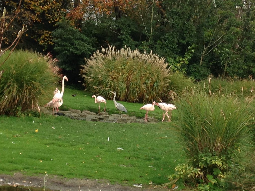 Spot de vogel met 'n identiteitscrisis...#KekMama event in #blijdorp