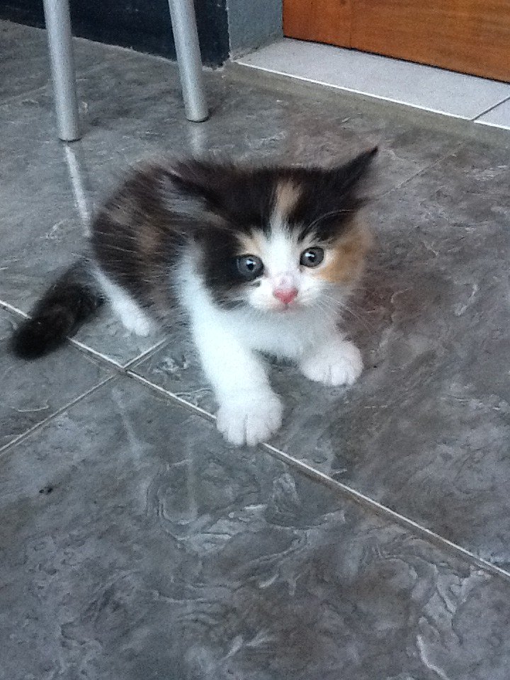 Nela_fitria35's tweet photo. Hai onty oncel my name Marsha @BDGcatlovers https://t.co/VY4mmvy5pp
