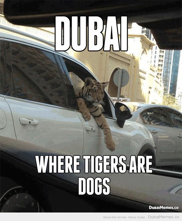 er_aneez's tweet photo. Dubai, Where Tigers are dogs... 🐯
awokcom#Dubaimemes #tiger #dubai #uae #4x4 #szr #awokcom https://t.co/VDF9RENIDP"