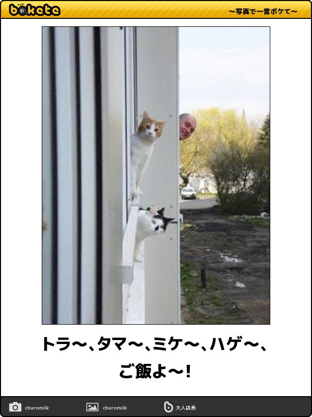 ちばっちょ ち畳工房 猫ねこパラダイス トラ タマ ミケ ハゲ ご飯よ ボケて T Co Geommjvmaj T Co Oro9lqr4eo