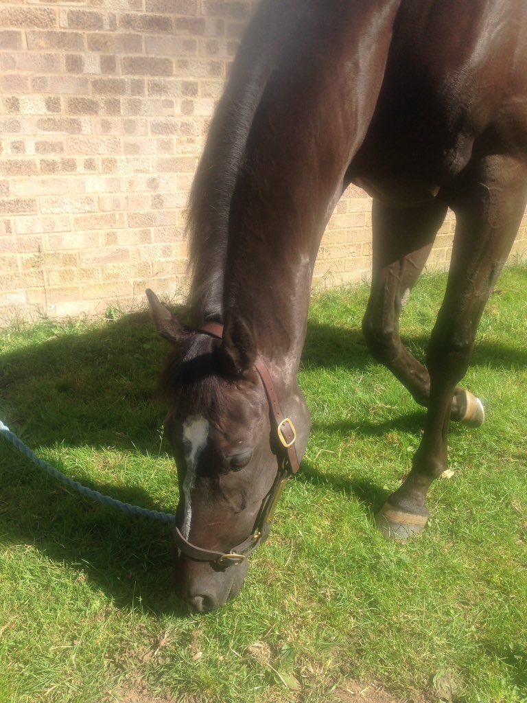 AK_AmandaKane's tweet photo. Good luck to @McMath_Racing &amp; #GiantStepsAhead running @DoncasterRaces later today 🐎 #horseracing #saturday https://t.co/zvKDweER4F