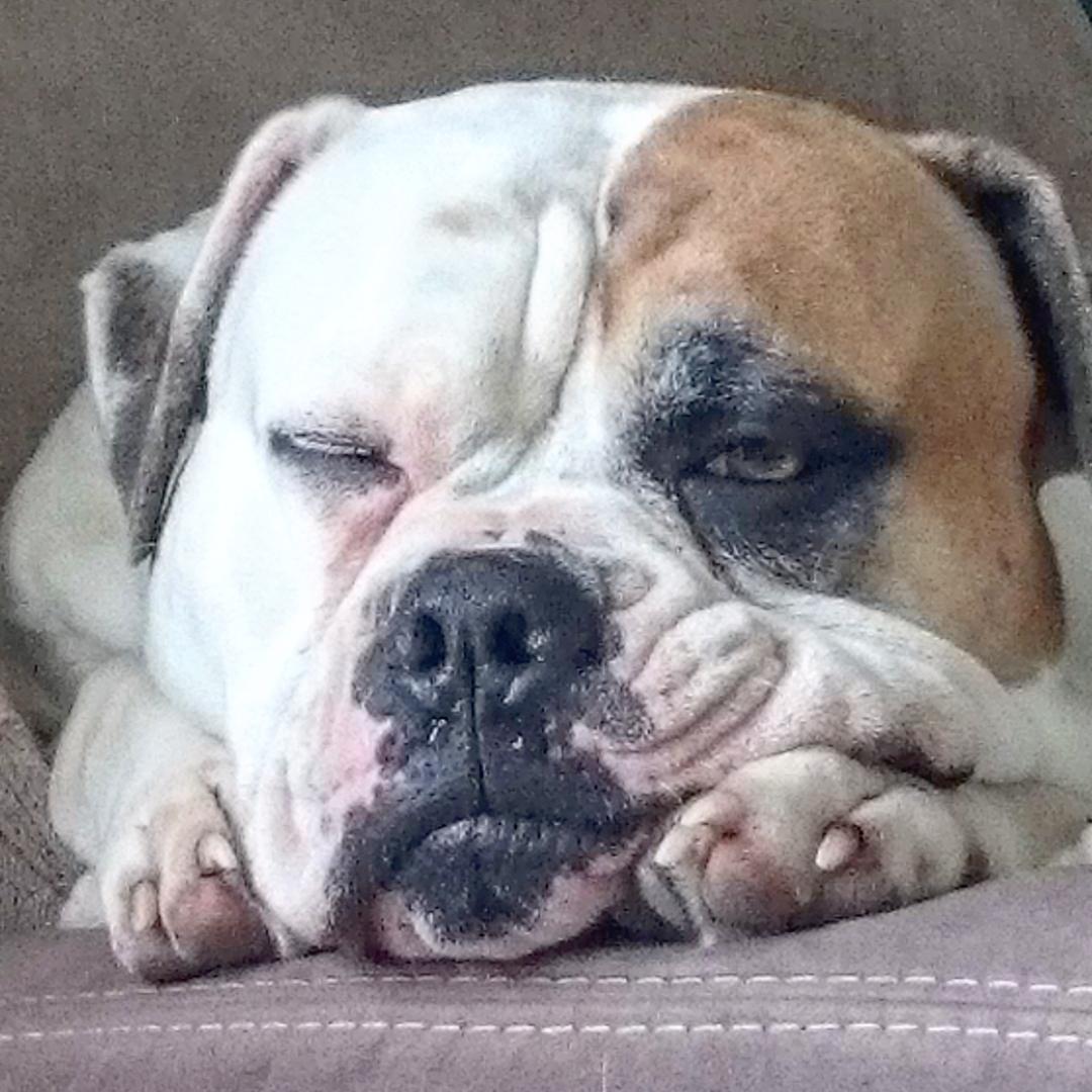 chauffeur_pro's tweet photo. #chien #bouledogue #americanbulldog #viedechien elle attend les #NMA2015 https://t.co/Syzp39pb1V