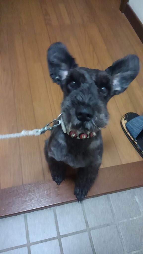 動物病院 Cafe Ar Twitter 犬に名前を付けた日の事を話そうよ ムック まるまるもりもりのドラマの時期に生まれたんじゃいかな ドラマ何年前かな 名付けたおばあちゃんのその時の思いを想像しつつ 夜散歩いてきまー むっくりムック 里親募集中 T Co 動物病院 Cafe Ar Twitter 犬に名前を付けた日の事を話そうよ ムック まるまるもりもりのドラマの時期に生まれたんじゃいかな ドラマ何年前かな 名付けたおばあちゃんのその時の思いを想像しつつ 夜散歩いてきまー むっくりムック 里親募集中 T Co