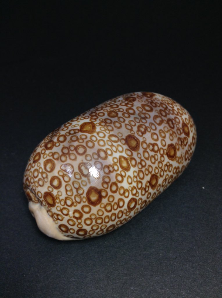 ジャノメダカラ
Lyncina argus argus (Linnaeus, 1758)