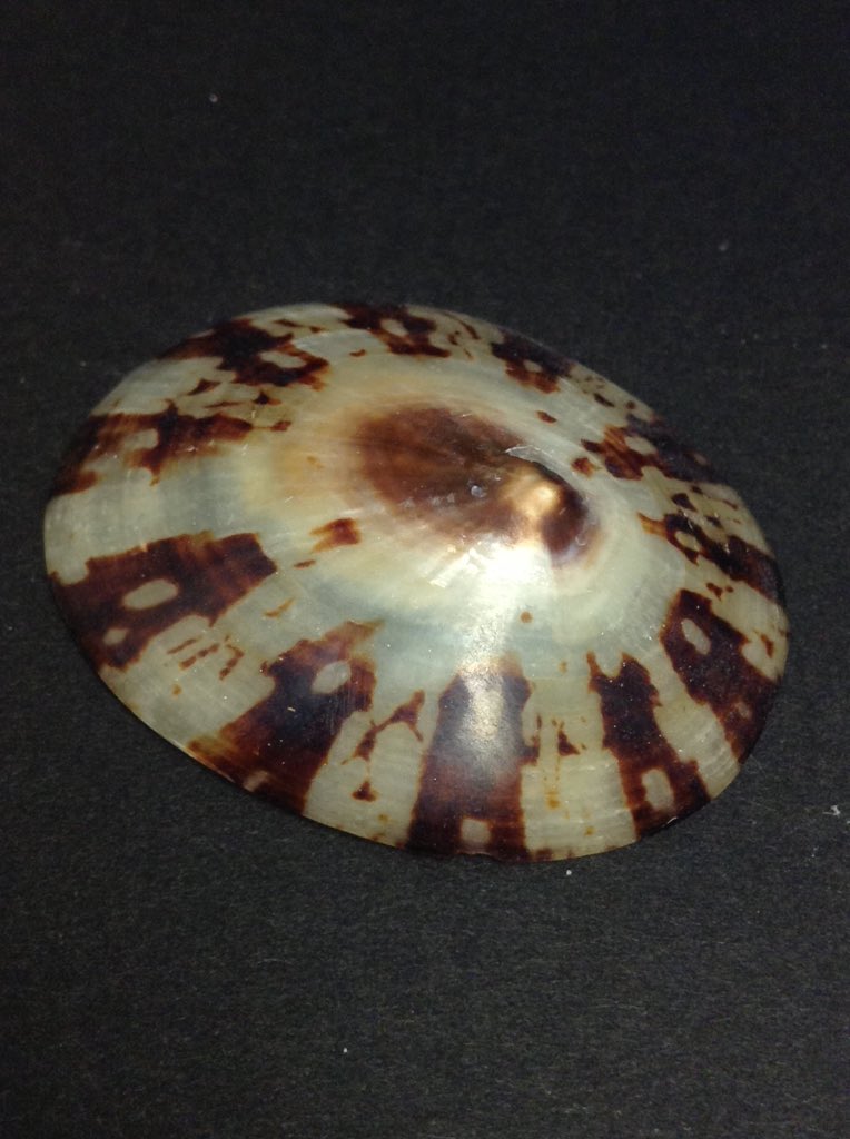 オオベッコウガサ
Cellana testudinaria (Linnaeus, 1758)
磨くとべっ甲のような輝き。