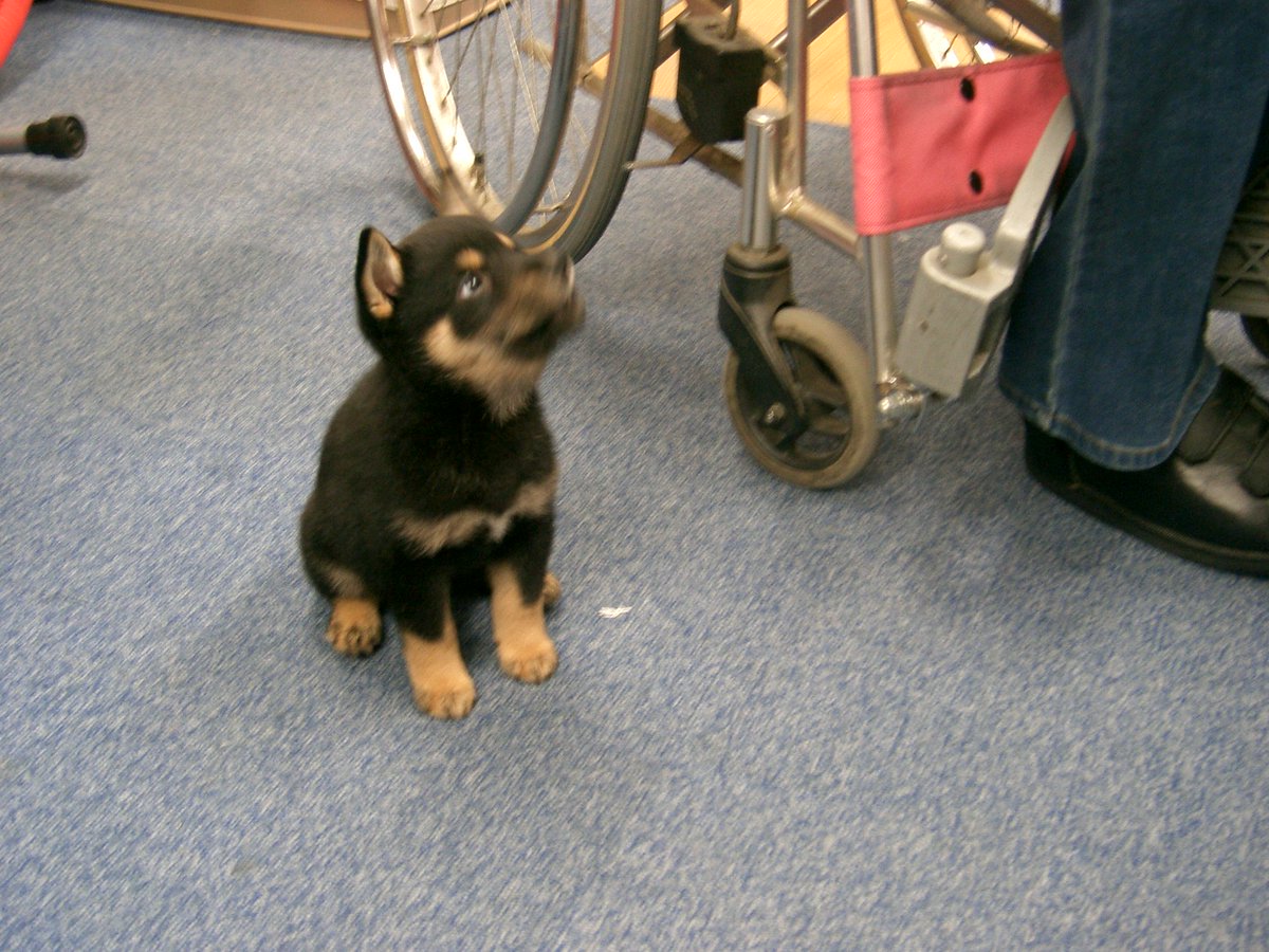 日本ぺんぎん モネの名前は 画家のクロード モネからもらったの 来たときすぐは 黒い犬だから クロちゃん と呼ばれてて それは昭和すぎると 笑 のちにガブリ犬だと判明 ミドルネームがつけられる 犬に名前を付けた日の事を話そうよ T