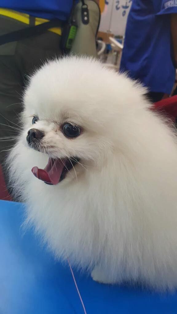 T_ARAPETS's tweet photo. 이쁘지? 아꿍이💕
(Cr fakkd1036)
#t_dogs #Akkoong https://t.co/nwKokl2rVE