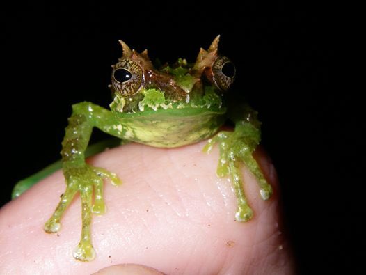 austmus's tweet image. The frog that sings like a bird australianmuseum.net.au/blogpost/amri-…