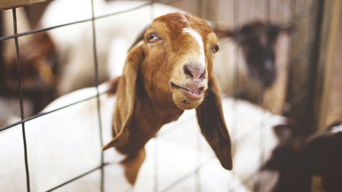 MTVNEWS's tweet image. The 8 Saddest Animal Deaths On ‘The Walking Dead’ on.mtv.com/1MgFwso