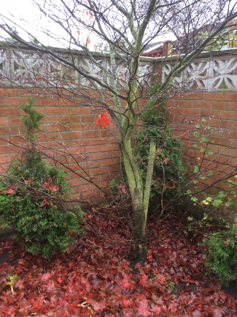 Kzzzza's tweet photo. When the last leaf falls it's officially winter - hope to see you in spring #dadstree #bringonspring https://t.co/vvhZ8AL5vv