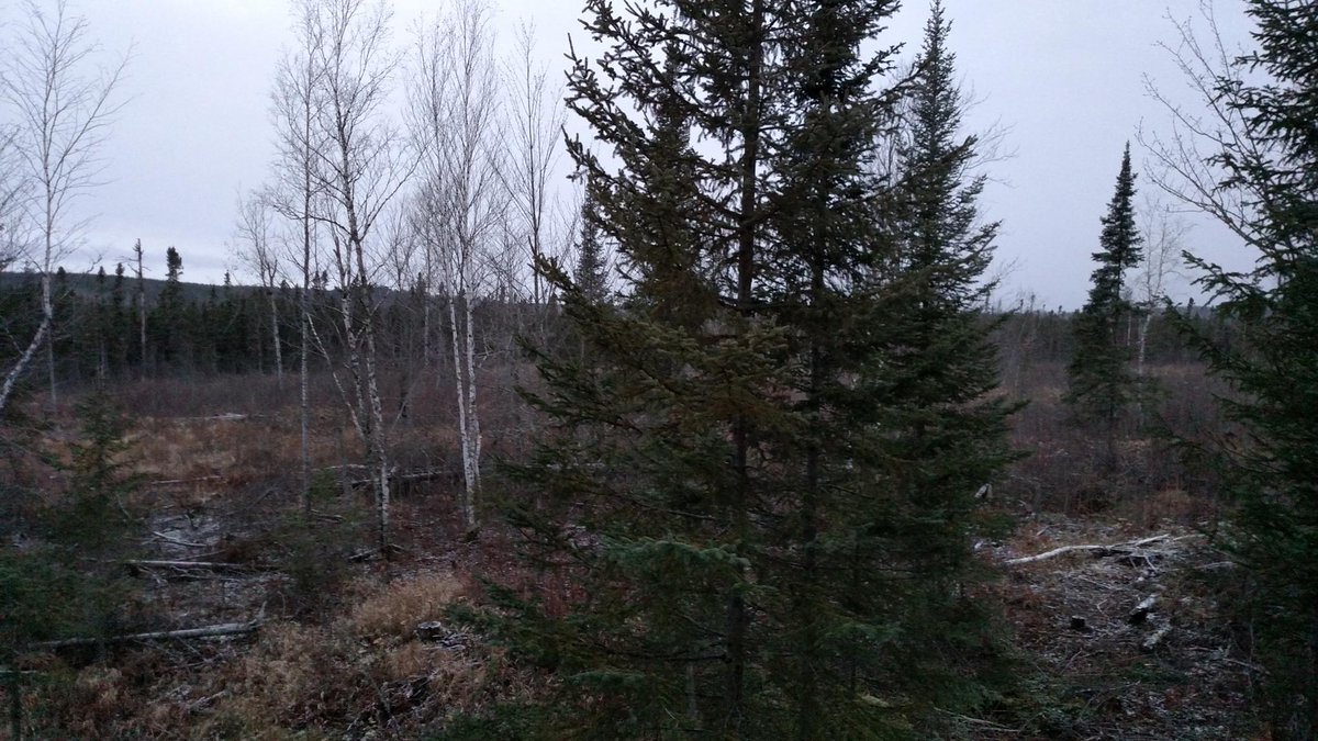 cpeterson_11's tweet photo. No morning show today but #wonknation is live in the swamp.. #snowtime #whitepine #MNDeerOpener #KaczCamp https://t.co/SHVZuggsux