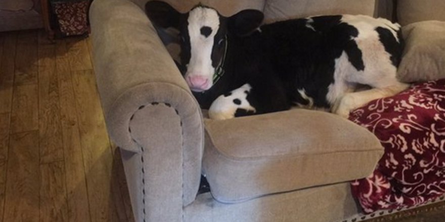 people's tweet photo. Meet Goliath, the 8-week-old cow that thinks he's a dog https://t.co/2RTfK3vyyU https://t.co/c9VllTvB52