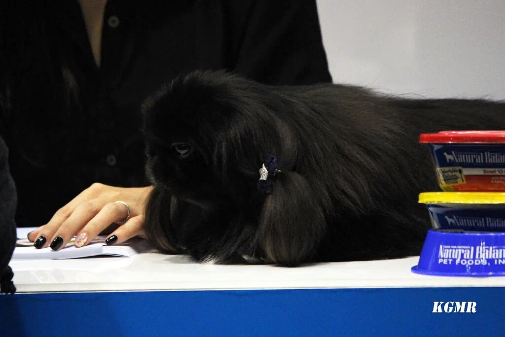 T_ARAPETS's tweet photo. 151107 #KPetFair2015 #NaturalBallance #BlueAngel
#Totoro #Akkoong ⚫⚪
#t_dogs
(Cr kallandas) https://t.co/c5F1rrwiwx