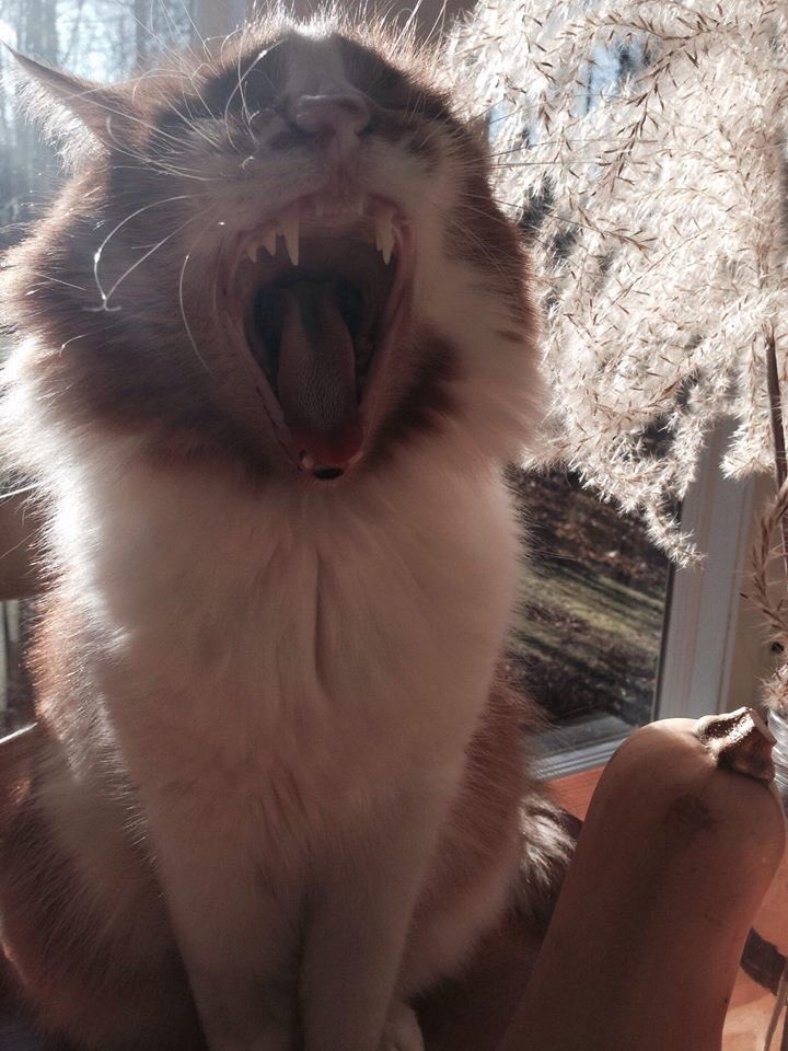 BardDebate's tweet photo. Petey will eat you all #huber15 https://t.co/FmqoQiF2Ql