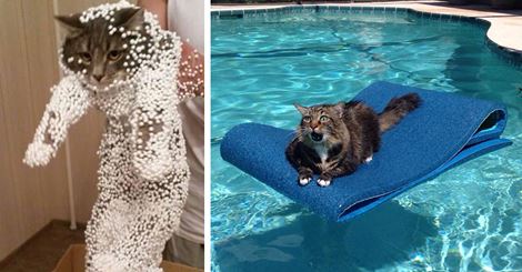 pet_heaven's tweet photo. 20+ Cats Who Immediately Regretted Their Poor Life Choices https://t.co/EYWIJwRUSb https://t.co/YmjBRwGIvQ