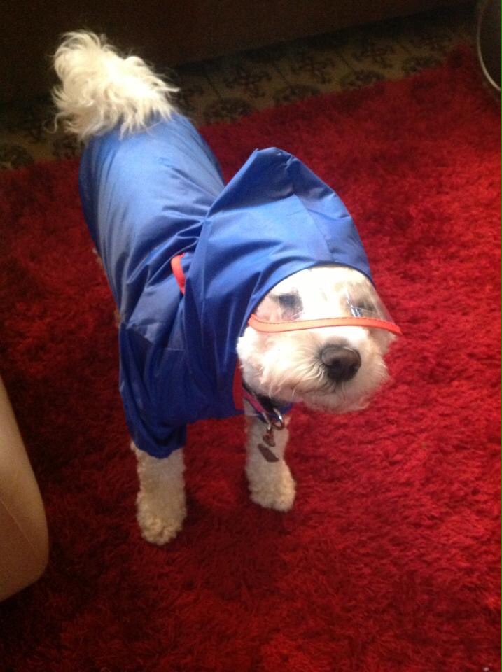 TravelMillie's tweet photo. Mum says I have to go out like this as I don't live somewhere warm & sunny #embarrassing #stroppydog #dontwantto https://t.co/MOZ8t02IVe