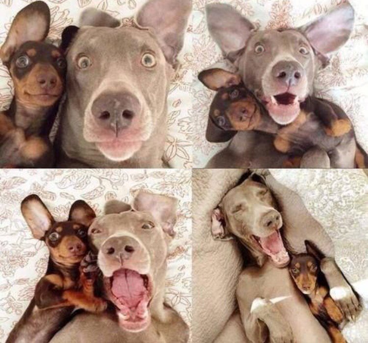 DaleNettleton's tweet photo. @truffletruffle @WillRiley87 Definitely!! So bloody cute https://t.co/6pQ8Le84jS