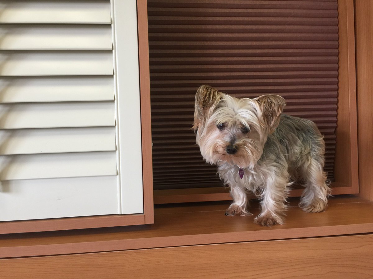 Our rescued yorkie,Prissy has no idea she is blind. She is the greeter in our window blind shop..a total coincidence