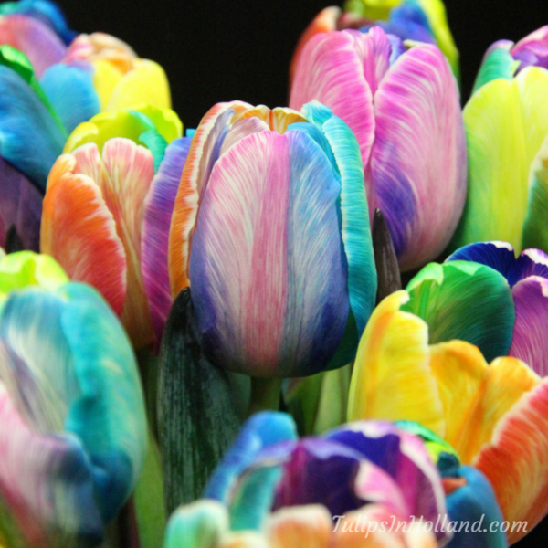 worldloveflower's tweet photo. RT @tulips_holland Wow! Rainbow Tulips! Found at the trade fair stand of @hovenendemooij 
💕🌷 #FHTF2015 

#flowers https://t.co/sjr0YreWTt