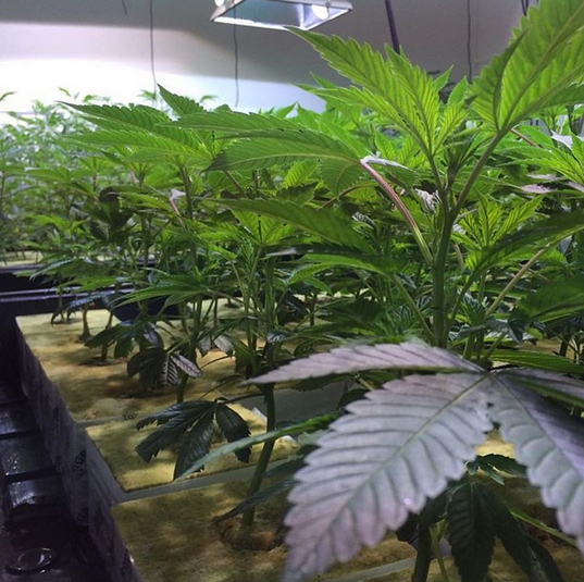 RWwholesale's tweet photo. Day 10 in Grodan Gro-Blocks
#veg #groblocks #grodan #rockwool #hydroponics #mmj #420 #cannabis #thc #horticulture https://t.co/Kdcox8HW1d