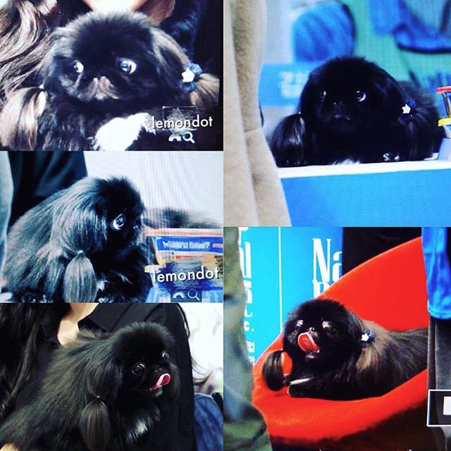 T_ARAPETS's tweet photo. IG - #Soyeon #Totoro
"#151107#토토로#프리뷰🐾ㅋㅋㅋㅋㅋㅋㅋㅋㅋ" https://t.co/Lg2CMmW6rd