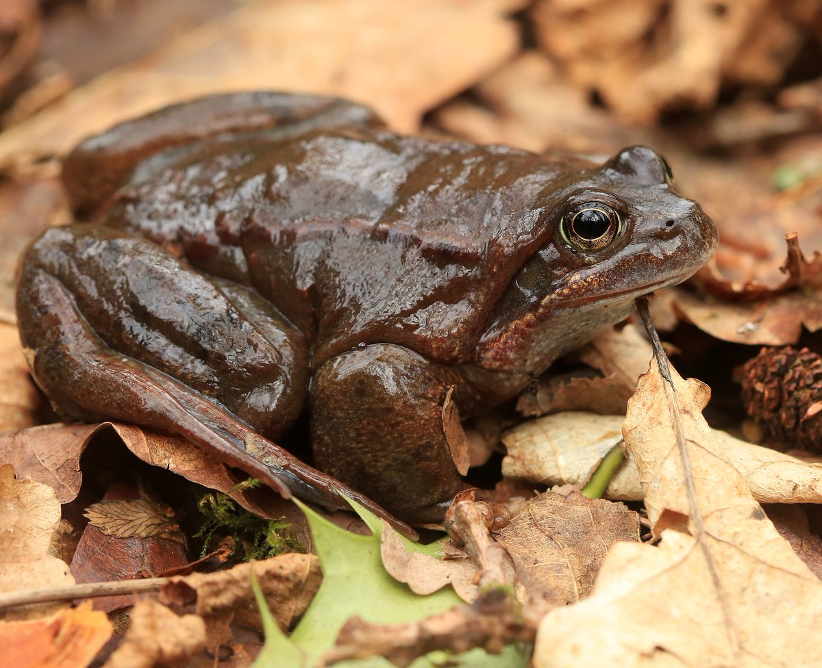 wildlife_news's tweet image. RT @ViperaDan: Mild damp nights mean lots of male frogs returning to ponds now to hibernate @wildlife_uk
