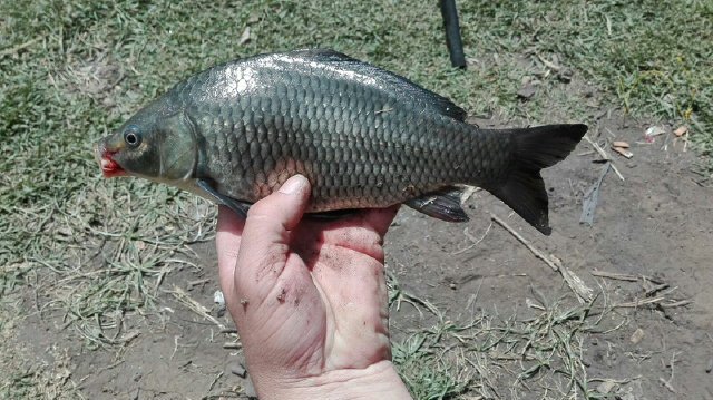 jackieroets04's tweet photo. Purple carp @dunamisrods. @Catch_more_fish https://t.co/YOWqQXHyvu