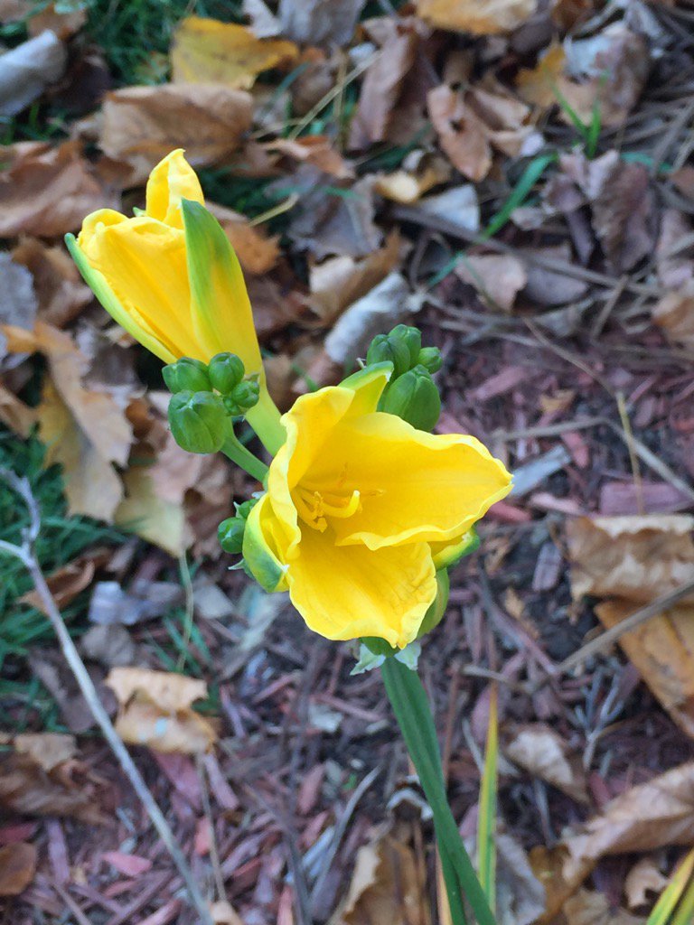 McClintocks's tweet photo. My Day Lilies are confused! https://t.co/thrAqUhomw