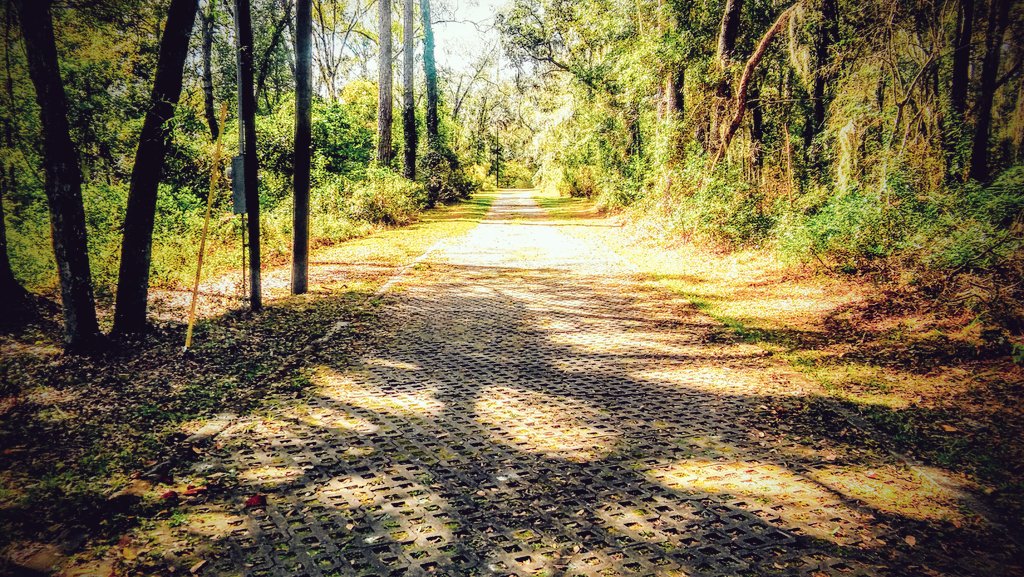 The road less traveled is often the road most beautiful. #RoadLessTraveled #DiscoverTheForest #Florida