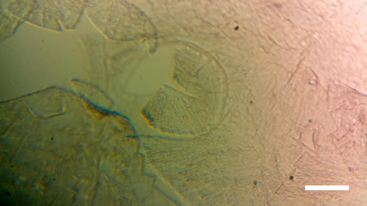 Diy microscope tweet media