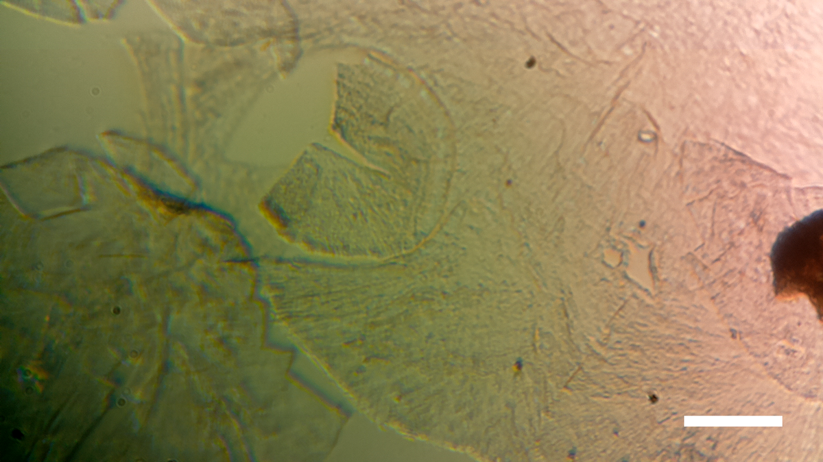 Diy microscope tweet media