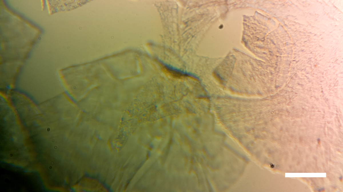 Diy microscope tweet media