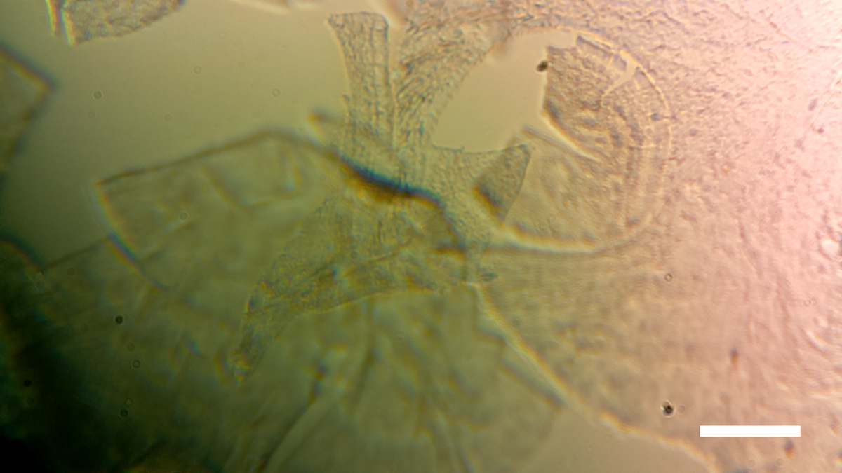 Diy microscope tweet media