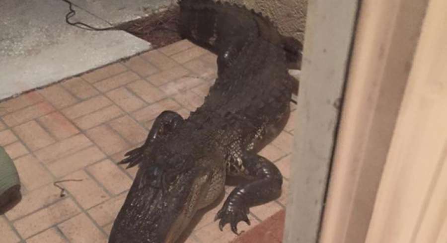 A3Noticias's tweet photo. Un hombre de Florida descubre un caimán de cuatro metros en su jardín https://t.co/yV33P9uyf2 https://t.co/a8XBJhoQNU