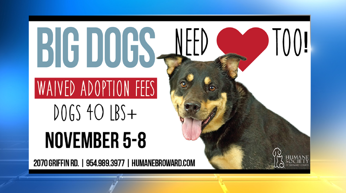 ADOPT A PET: Big dogs need love too! Go get one at the Broward Humane Society today! bit.ly/1L32bqb?utm_me… https://t.co/YMu015KKBp