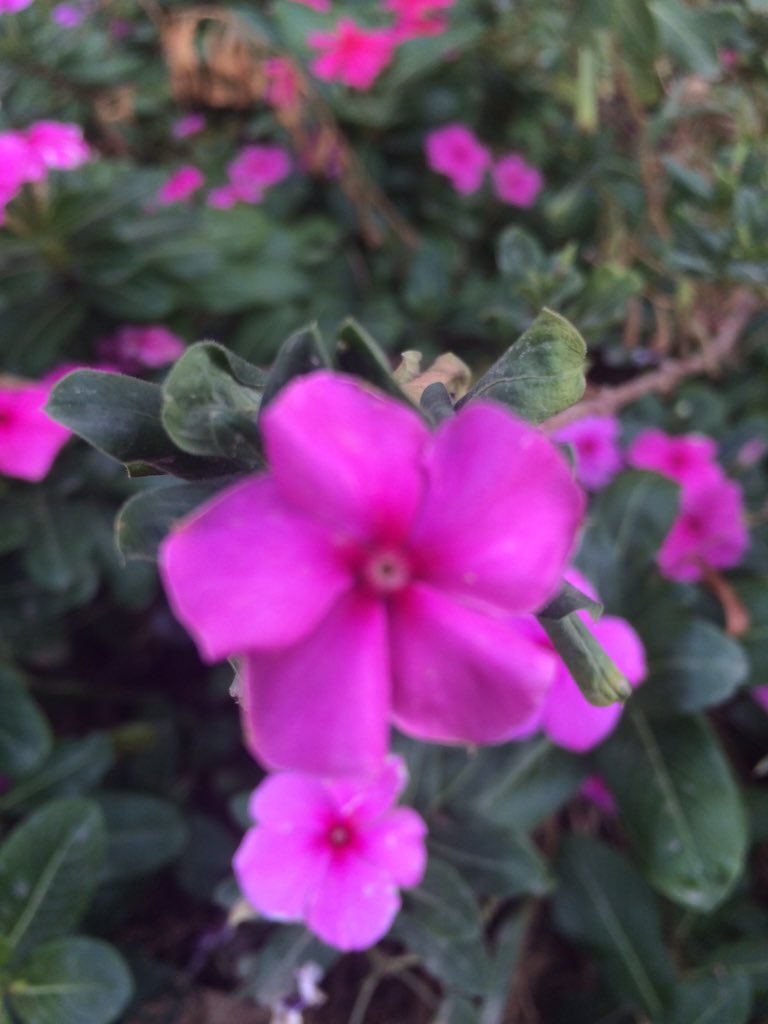 DianaQuo's tweet photo. Sorry for the inconvenience
#AliveFlower 🌺 https://t.co/ZrjtvHWfRX