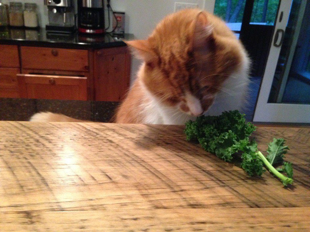 BardDebate's tweet photo. Cake is so yesterday. Real cats eat kale. #huber2015 #teampetey https://t.co/Vh9DcYcnFO