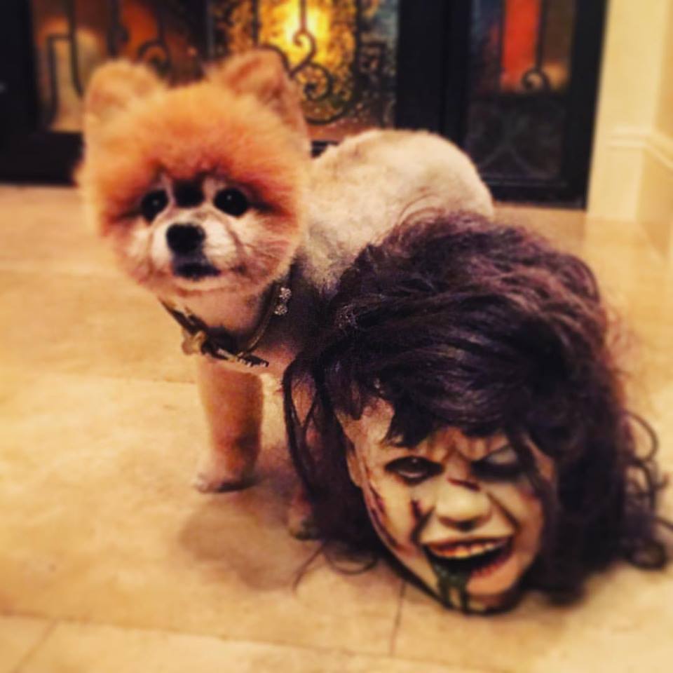PerlaFHudsonArg's tweet image. via @perlafhudson Foxy and Reagan getting ready for Halloween... #halloween #Foxy #perlafhudson