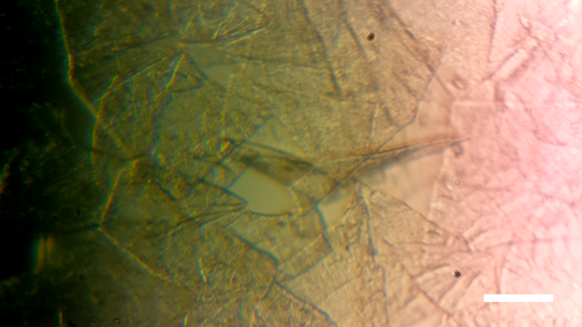 Diy microscope tweet media