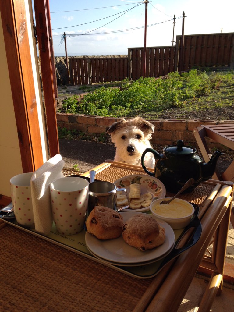 rtck's tweet photo. @lenstore  jam or cream 1st?? #LoveYourPetsEyes https://t.co/0ExSLnHsZw