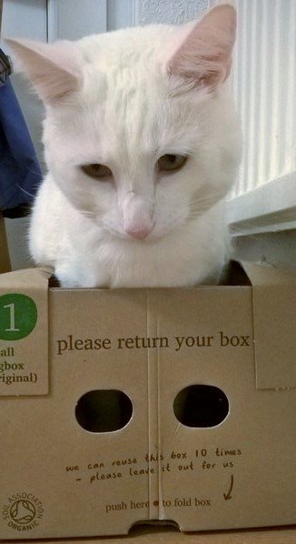 My cat knows just what to do with our first ever <a href="/Riverford/">Riverford</a> veg box. Pity he can't help me cook though!