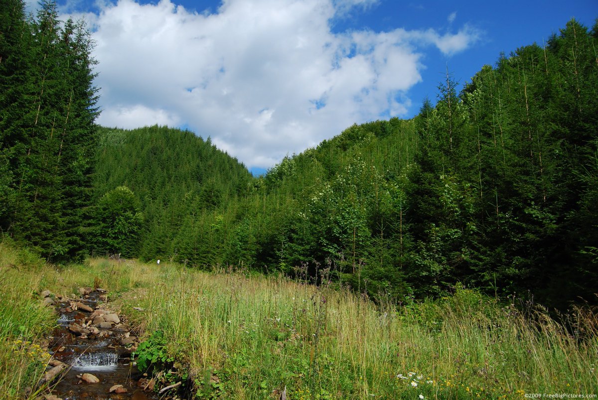 2RusticHearts's tweet image. forest-water.jpg (3550×2377)
goo.gl/8PkaC3