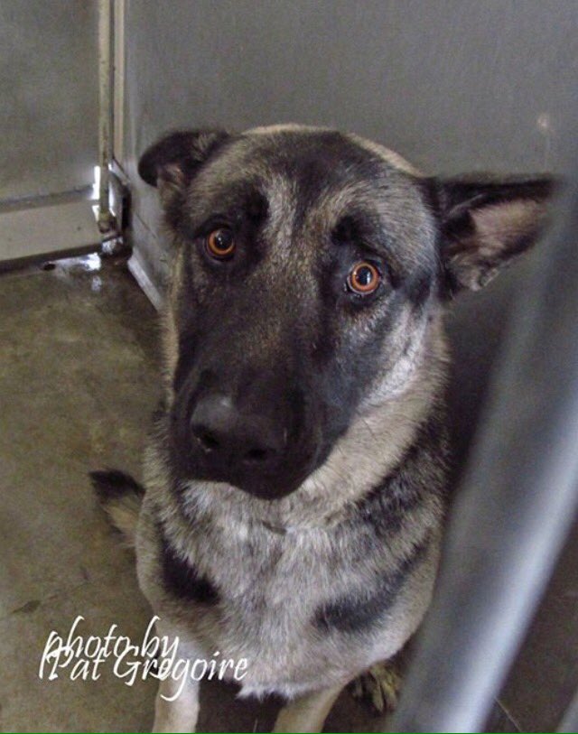 giselle1900's tweet photo. GOT AN EXTENSION TILL MONDAY!PLZ HURRY https://t.co/BcttyhHZCP #CA @Canine_Rights @ERrisk @stwissmann @Jackie82459 https://t.co/wIjWho49sp